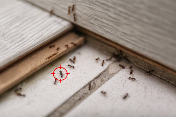 Best Affordable Pest Control Services  in Simpson, PA